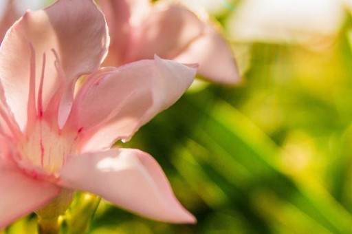 移动页面图片轮播图(移动端轮播图组件) 移动页面图片轮播图(移动端轮播图组件)